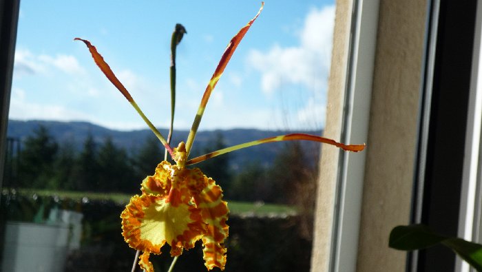 PSYCHOPSIS BUTTERFLY